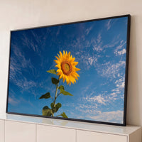 Quadro Decorativo Grande Girassol ao Céu para Sala Azul - Borda Infinita / 65x100cm