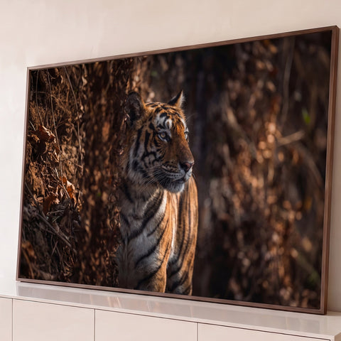 Tigre-de-bengala atento entre folhas secas sob luz suave em tons marrons, fotografia, quadro decorativo