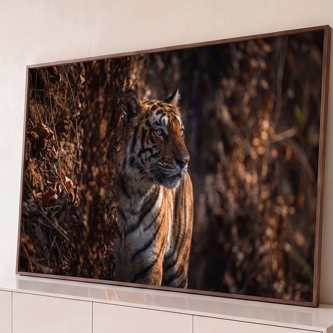 Tigre-de-bengala atento entre folhas secas sob luz suave em tons marrons, fotografia, quadro decorativo