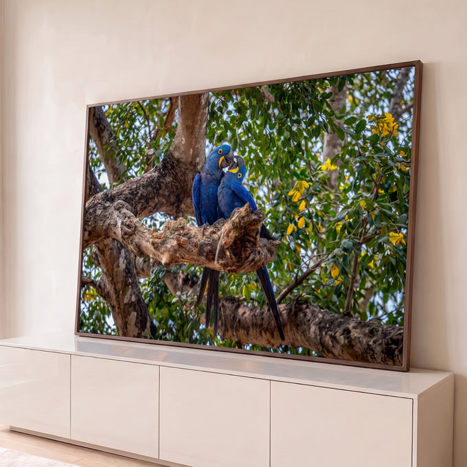 Casal de araras-azuis abraçadas em galho de árvore entre folhagem verde e flores amarelas, quadro decorativo