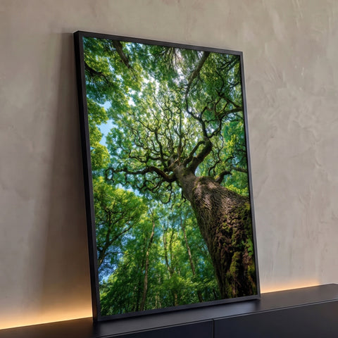 Árvore vista de baixo com tronco musgoso e copa verde em floresta iluminada, quadro decorativo