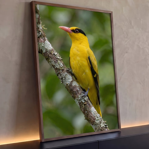 Pássaro papa-figo amarelo de máscara negra e bico rosado pousado em galho com líquen, quadro decorativo