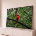 Pássaro cardeal vermelho pousado em galho molhado com folhas verdes e gotas de chuva, quadro decorativo