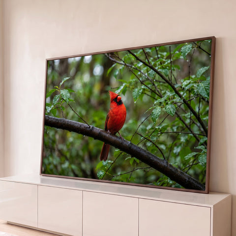 Pássaro cardeal vermelho pousado em galho molhado com folhas verdes e gotas de chuva, quadro decorativo