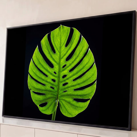 Folha de costela de adão verde em contraluz com nervuras e recortes sobre fundo preto, quadro decorativo