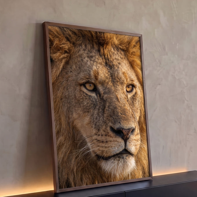 Quadro Decorativo Grande Leão Olhar para Sala Dourado | quadros decorativos para sala | close extremo do rosto de um leão com olhos âmbar e juba dourada | Porao dos Quadros