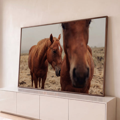 Dois cavalos alazões de crina dourada, um em close, em campo seco com neblina, quadro decorativo