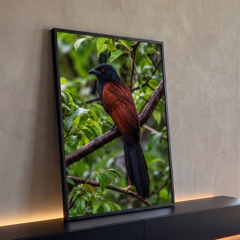 Pássaro de cabeça preta, olho vermelho e corpo castanho pousado em galho na mata verde, quadro decorativo