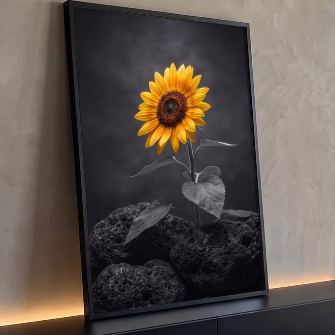 Girassol amarelo brotando entre pedras vulcânicas pretas em fundo cinza escuro, quadro decorativo