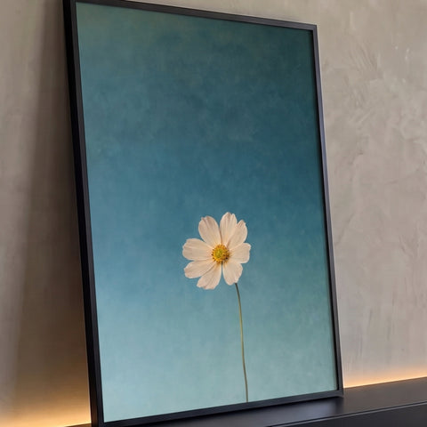 Flor cosmos branca de miolo amarelo e caule fino sobre fundo azul petróleo em degradê, quadro decorativo