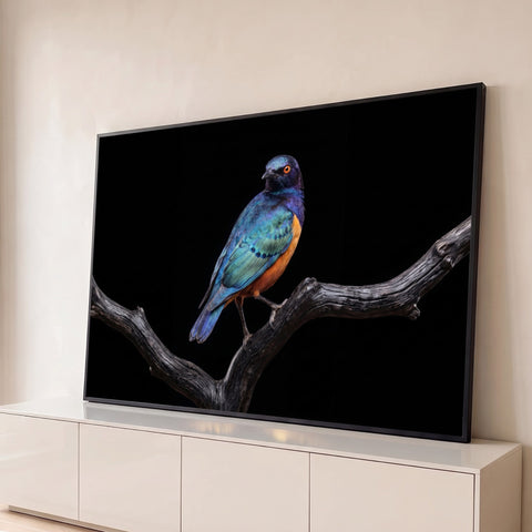 Estorninho africano de penas azuis e peito laranja pousado em galho seco sobre fundo preto, quadro decorativo