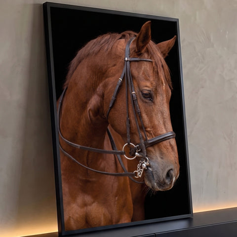 Cavalo alazão com rédeas e cabeçada de couro em fundo preto, fotografia em close, quadro decorativo