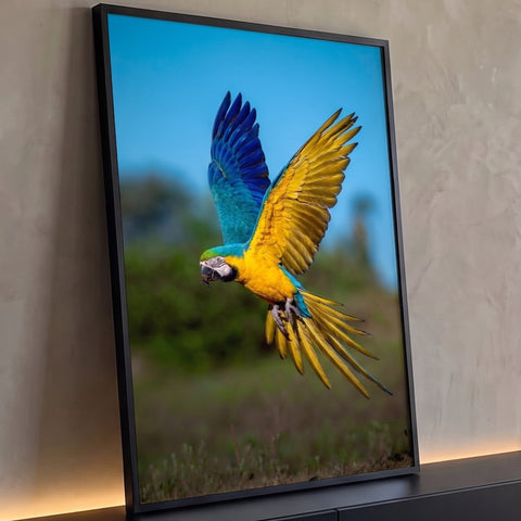 Arara azul e amarela voando de asas abertas sobre céu azul e fundo verde desfocado, quadro decorativo