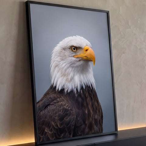 Retrato em close de águia americana de cabeça branca, bico amarelo e penas marrons, quadro decorativo