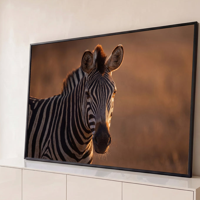 Zebra em close com listras preto e branco iluminada pelo pôr do sol na savana, quadro decorativo
