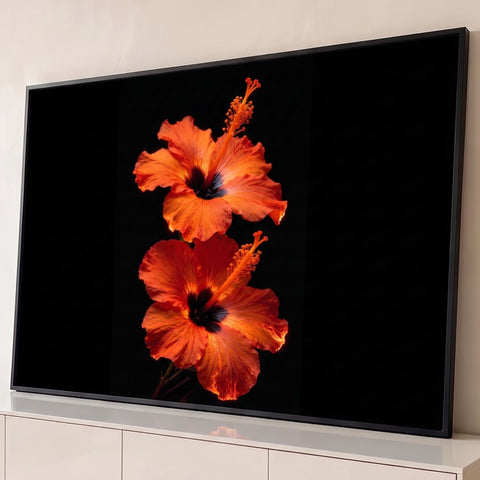 Dois hibiscos laranja com estames em destaque sobre fundo preto, fotografia de flores, quadro decorativo