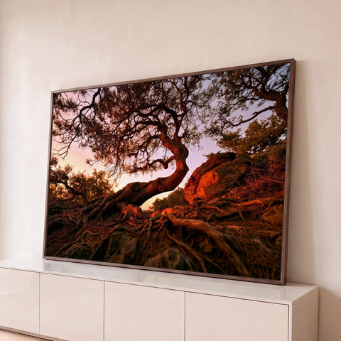 Pinheiro de tronco curvo com raízes expostas sobre rochas iluminadas ao entardecer, quadro decorativo