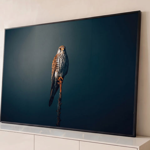 Falcão peneireiro de plumagem malhada pousado em haste seca com fundo azul escuro, quadro decorativo