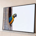 Arara azul e amarela saindo do ninho em tronco de árvore sob céu claro, quadro decorativo