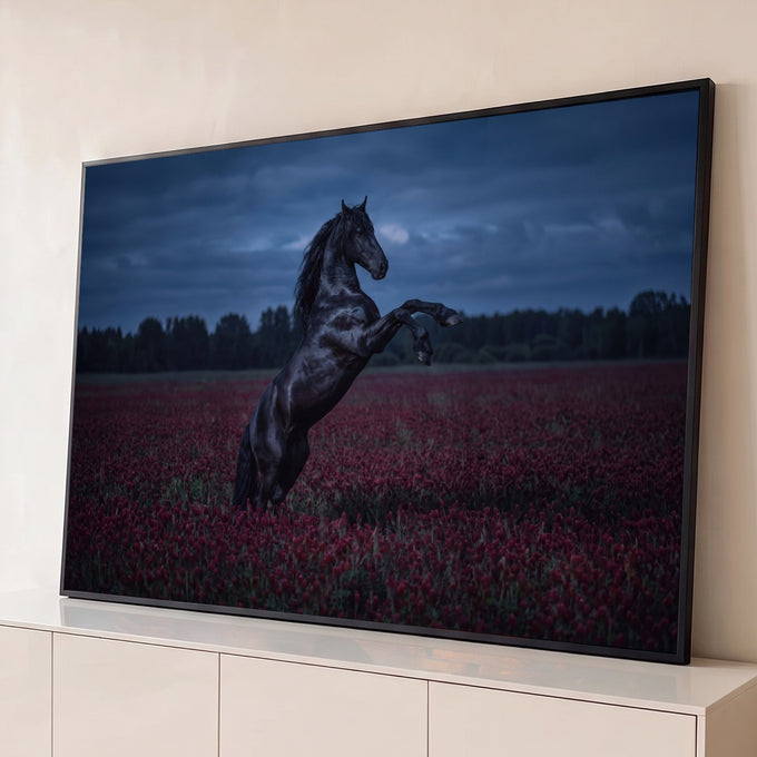 Cavalo negro empinado em campo de trevos vermelhos sob céu azul ao entardecer, quadro decorativo