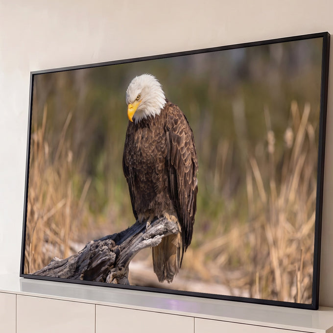 Águia-de-cabeça-branca pousada em tronco seco com capim dourado desfocado ao fundo, quadro decorativo
