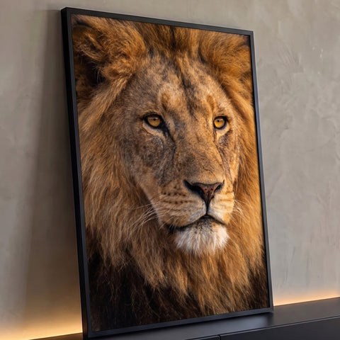 Close do rosto de leão com juba dourada e olhos âmbar em fotografia realista, quadro decorativo