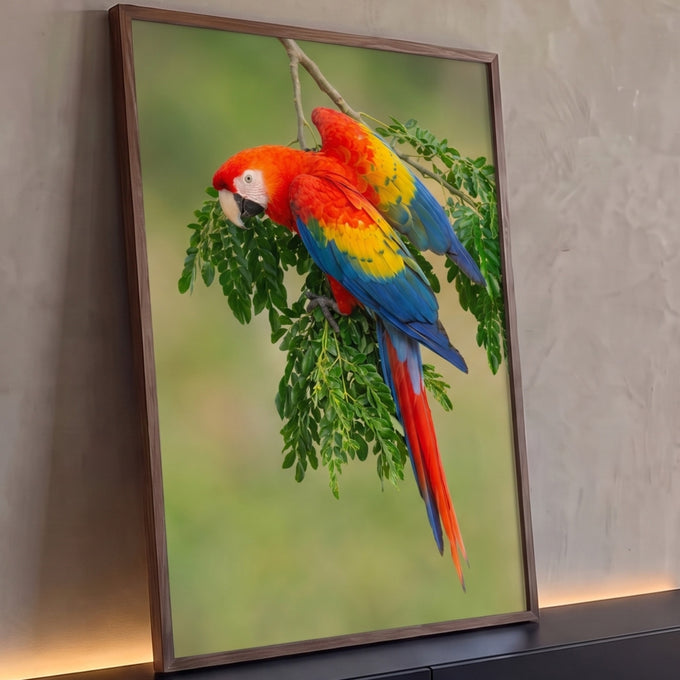 Arara-vermelha de penas vermelhas, amarelas e azuis pendurada em galho com folhas verdes, quadro decorativo