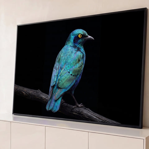 Estorninho de plumagem azul e verde iridescente e olho amarelo em galho seco, fundo preto, quadro decorativo