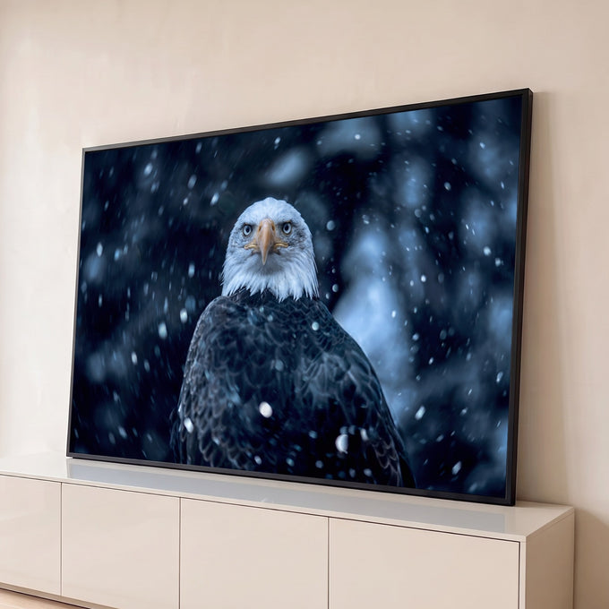 Águia de cabeça branca de frente sob neve caindo em fundo azul escuro desfocado, quadro decorativo