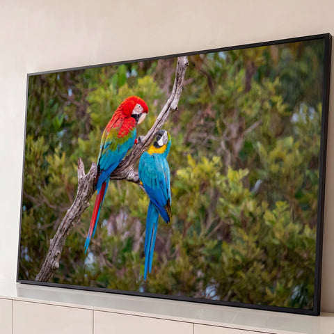 Arara vermelha e arara azul e amarela pousadas em galho seco com floresta verde ao fundo, quadro decorativo