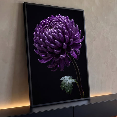 Crisântemo roxo em close com gotas de orvalho e folha verde sobre fundo preto, quadro decorativo