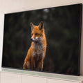 Raposa-vermelha sentada olhando de lado sob a garoa, fundo de floresta verde desfocado, quadro decorativo