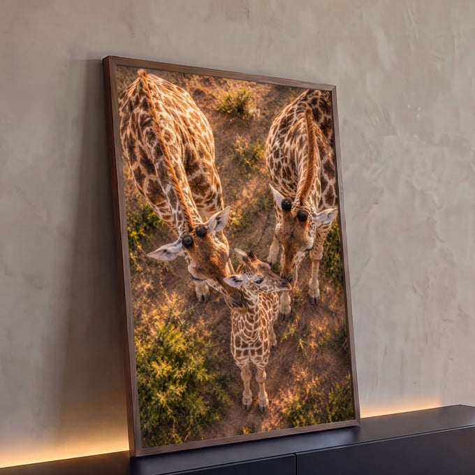 Duas girafas adultas e um filhote vistos de cima na savana com luz dourada, quadro decorativo