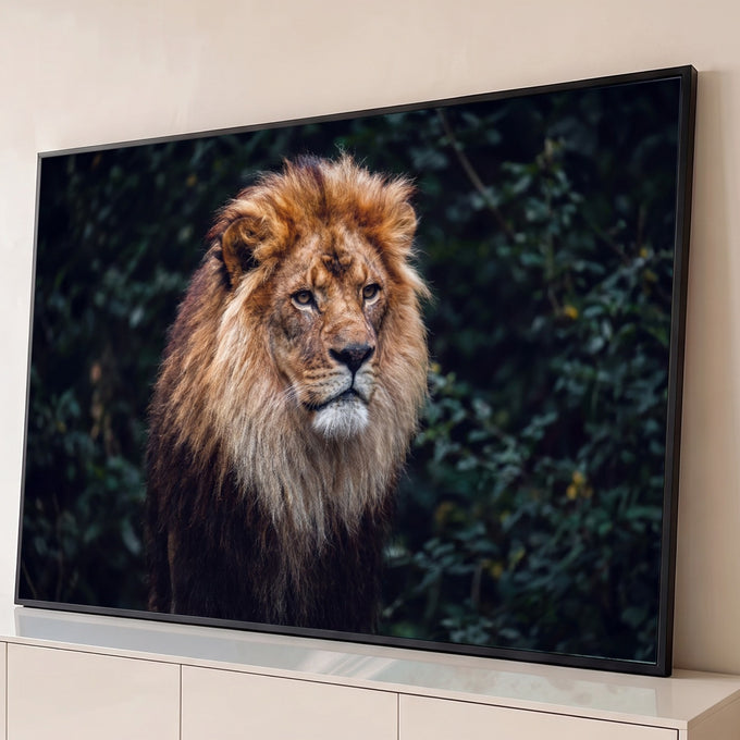 Leão de juba dourada e olhar sereno em frente a folhagem verde-escura, fotografia, quadro decorativo