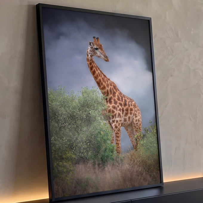 Girafa entre arbustos verdes na savana com céu nublado de tempestade ao fundo, quadro decorativo