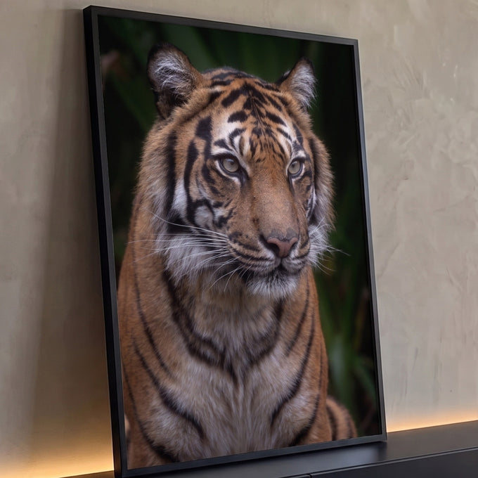 Tigre sentado com pelagem laranja, listras pretas e olhar lateral sobre fundo verde escuro, quadro decorativo