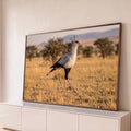 Ave secretária caminhando no capim dourado da savana africana com acácias ao fundo, quadro decorativo