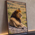 Leão de juba escura deitado sobre rocha olhando a savana, fotografia em tons dourados, quadro decorativo