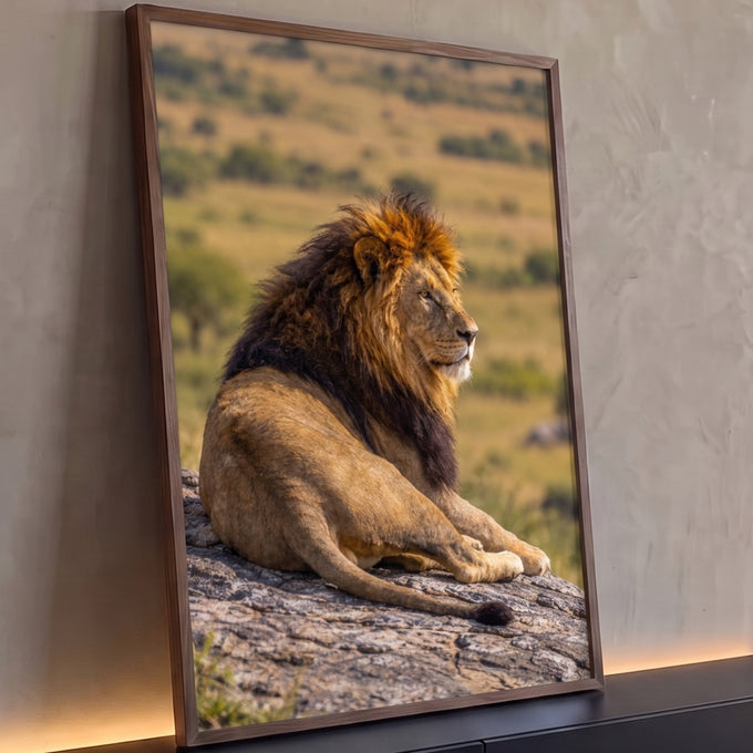 Leão de juba escura deitado sobre rocha olhando a savana, fotografia em tons dourados, quadro decorativo