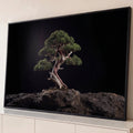 Quadro Decorativo Grande Bonsai com Tronco para Sala Preto | quadros decorativos para sala | bonsai verde com tronco retorcido de madeira clara sobre rocha em fundo preto | Porao dos Quadros