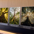 Quadro Decorativo Kit 3 Telas Árvores da Floresta para Sala | quadros decorativos para sala | três árvores de floresta vistas de baixo com raios de sol entre as folhas | Porao dos Quadros