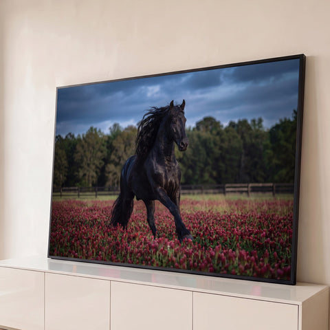 Cavalo frísio negro de crina longa trotando em campo de flores vermelhas sob céu nublado, quadro decorativo