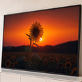 Girassol em contraluz diante do sol poente laranja sobre campo de girassóis, quadro decorativo