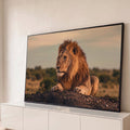 Quadro Decorativo Grande Leão Deitado para Sala Marrom | quadros decorativos para sala | leão deitado com juba dourada olhando para o lado ao entardecer | Porao dos Quadros