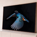 Pássaro estorninho azul iridescente de asas abertas em voo sobre fundo preto, quadro decorativo