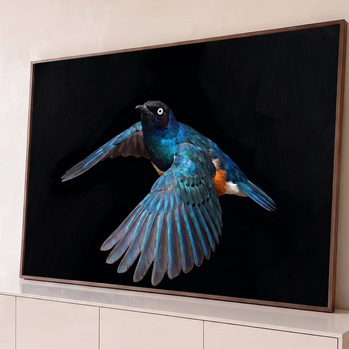 Pássaro estorninho azul iridescente de asas abertas em voo sobre fundo preto, quadro decorativo