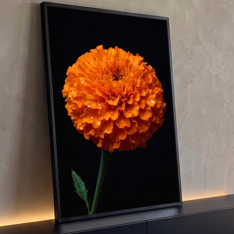 Flor tagetes laranja em close com gotas de orvalho nas pétalas sobre fundo preto, quadro decorativo