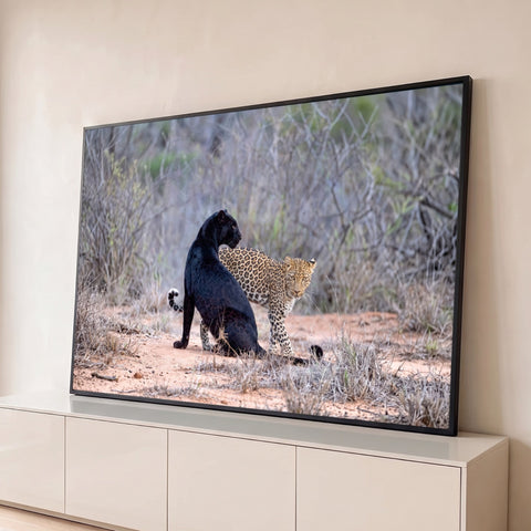 Pantera negra e leopardo malhado juntos em trilha de terra na savana africana, quadro decorativo