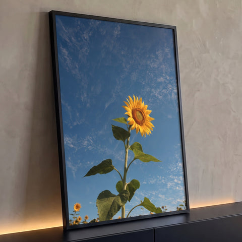 Girassol amarelo solitário visto de baixo contra céu azul com nuvens finas, quadro decorativo