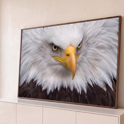 Close de águia-de-cabeça-branca com olhar fixo, bico amarelo e penas brancas, quadro decorativo